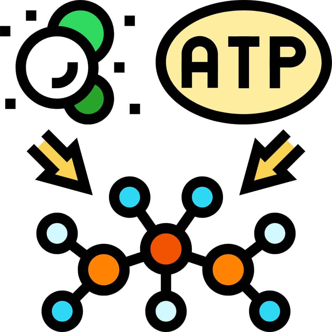 Anabolism: Building process of metabolism