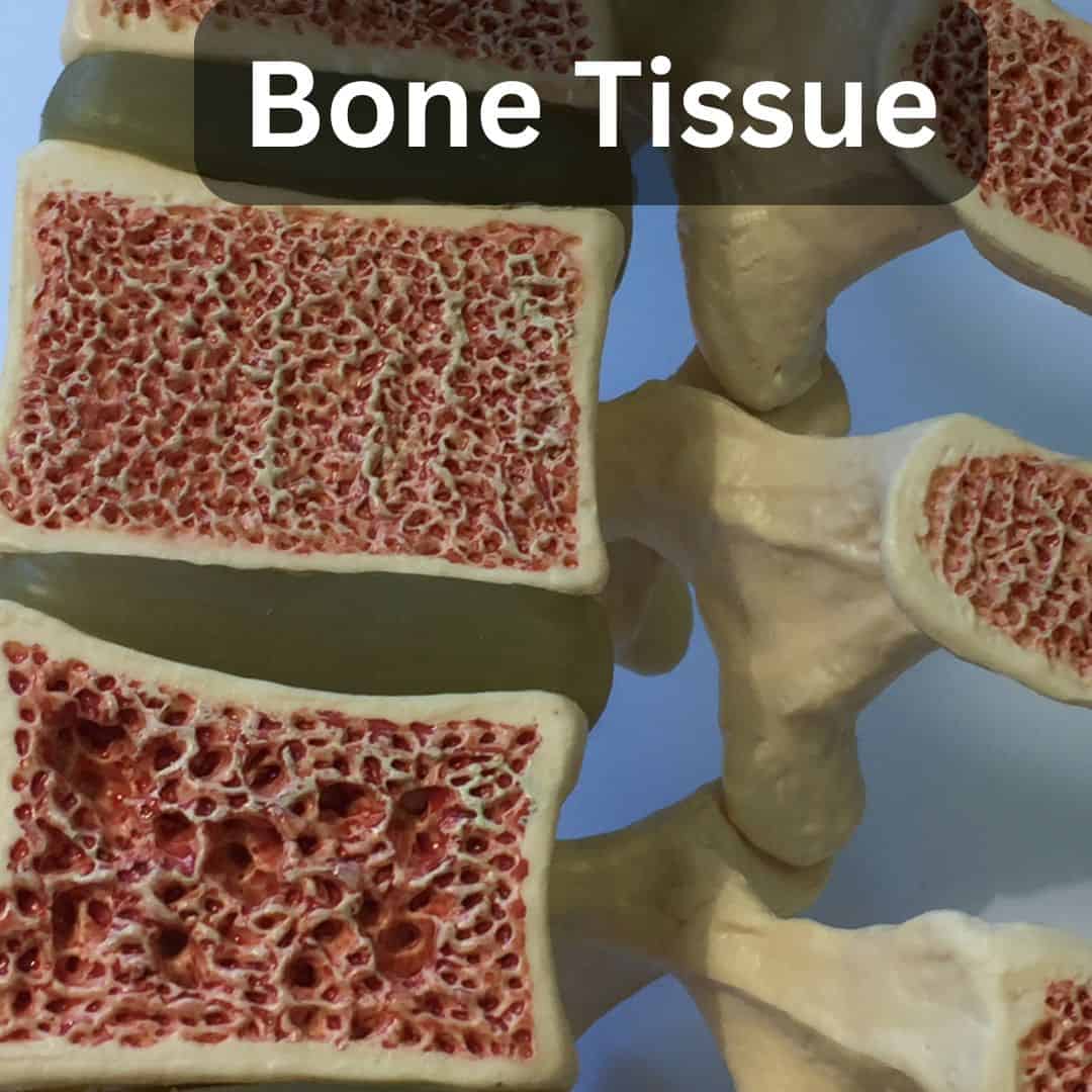 Bone Tissue