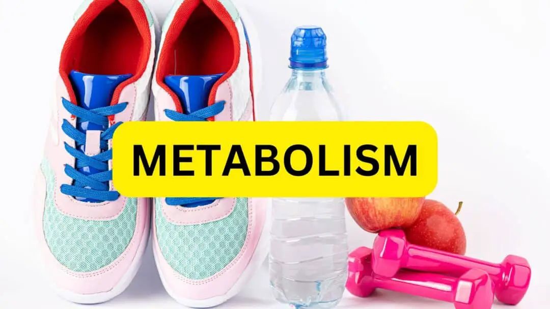 Understanding Metabolism: The Energy Engine of Life